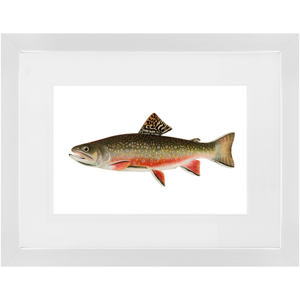 Brook Trout - Framed