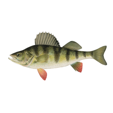 Yellow Perch - Print