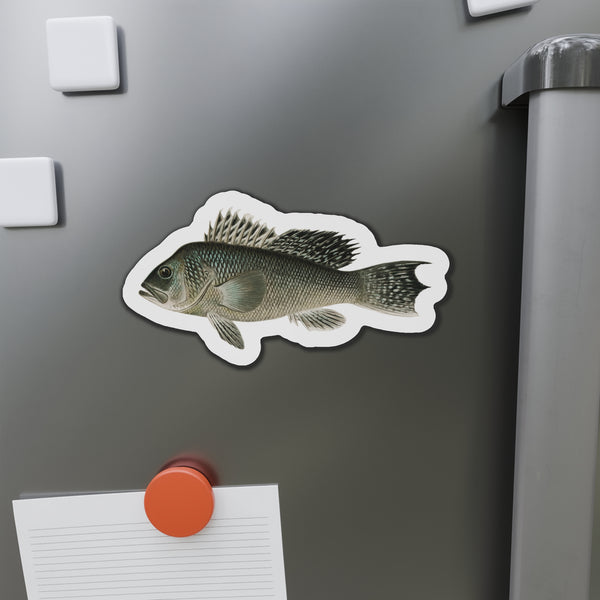 Sea Bass - Magnet