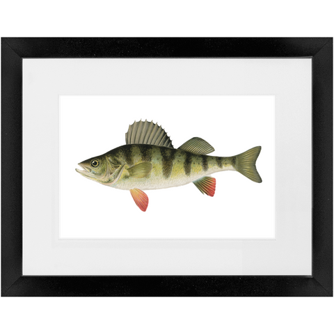 Yellow Perch - Framed