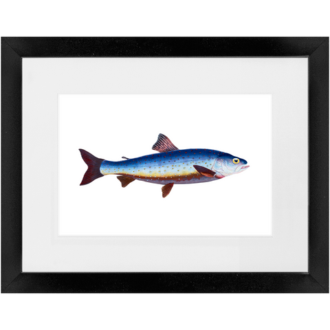 Salvelian Char - Framed