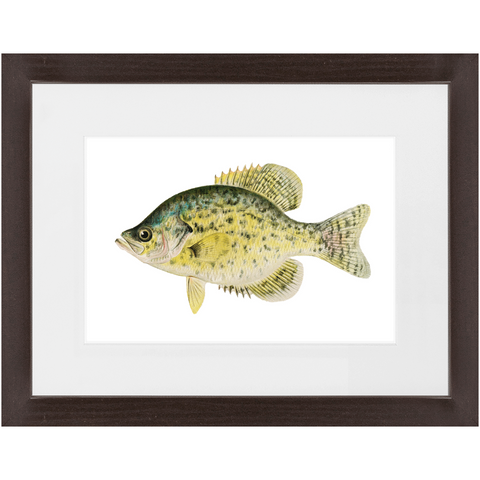 Calico Bass - Framed