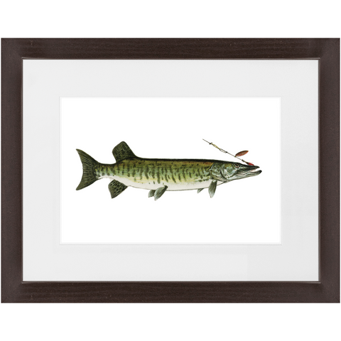 Maskalonge / Muskellunge - Framed