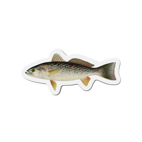 Weakfish - Magnet