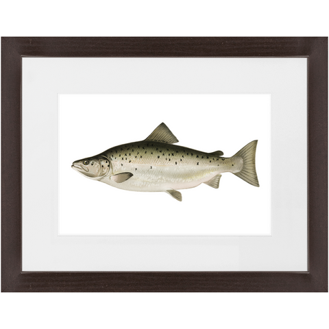 Landlocked Salmon / Quananiche - Framed